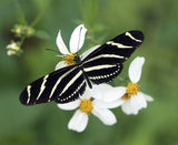 100 seeds Bidens Alba/ Bidens Pilosa seeds Pollinator Native Medicinal Garden Garden Plants