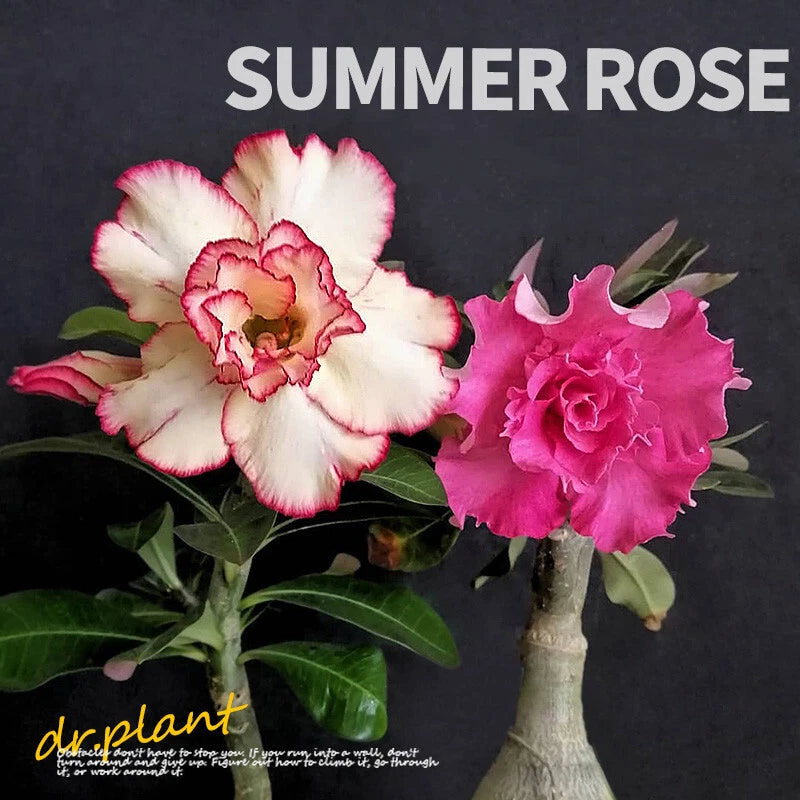 Succulent plants Adenium obesum.  Garden Flowering Plant High 10-13cm Garden Plants
