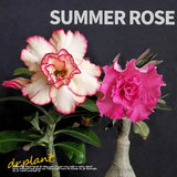 Succulent plants Adenium obesum.  Garden Flowering Plant High 10-13cm Garden Plants