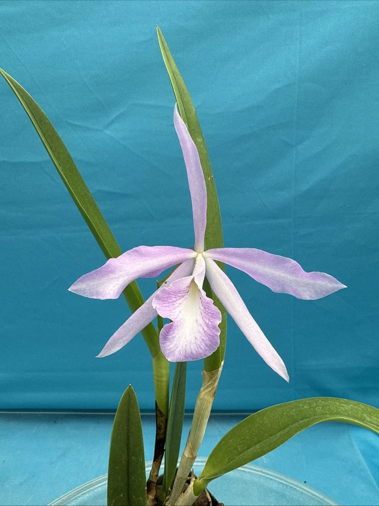 Orchid spike with pale lavender and white star-like flowers and green strap leaves