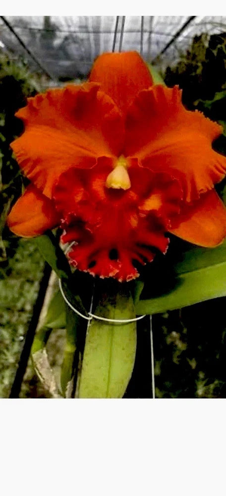 Orange Cattleya orchid flower with ruffled petals and red center
