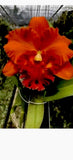 Cattleya Orchid  Plant Siam International Orange Clone. 1 1/2 years old to two Orchids