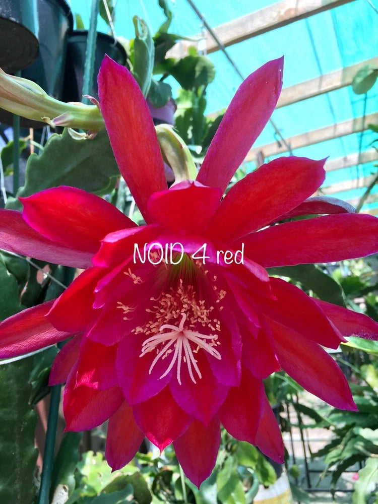Epiphyllum orchid cutting with deep red, star-shaped blossoms and white stamens