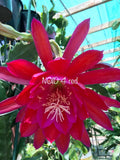 Red #21 epiphyllum cutting Orchids