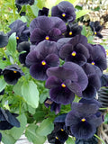 50 BLACK PANSY Clear Crystals Viola Wittrockiana Flower Seeds *Comb S/H Flowering Plants