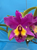 Purple and yellow orchid hybrid in a pot with broad green leaves