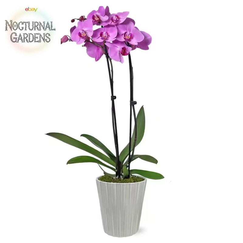 Pink Phalaenopsis orchid in grey ribbed ceramic pot