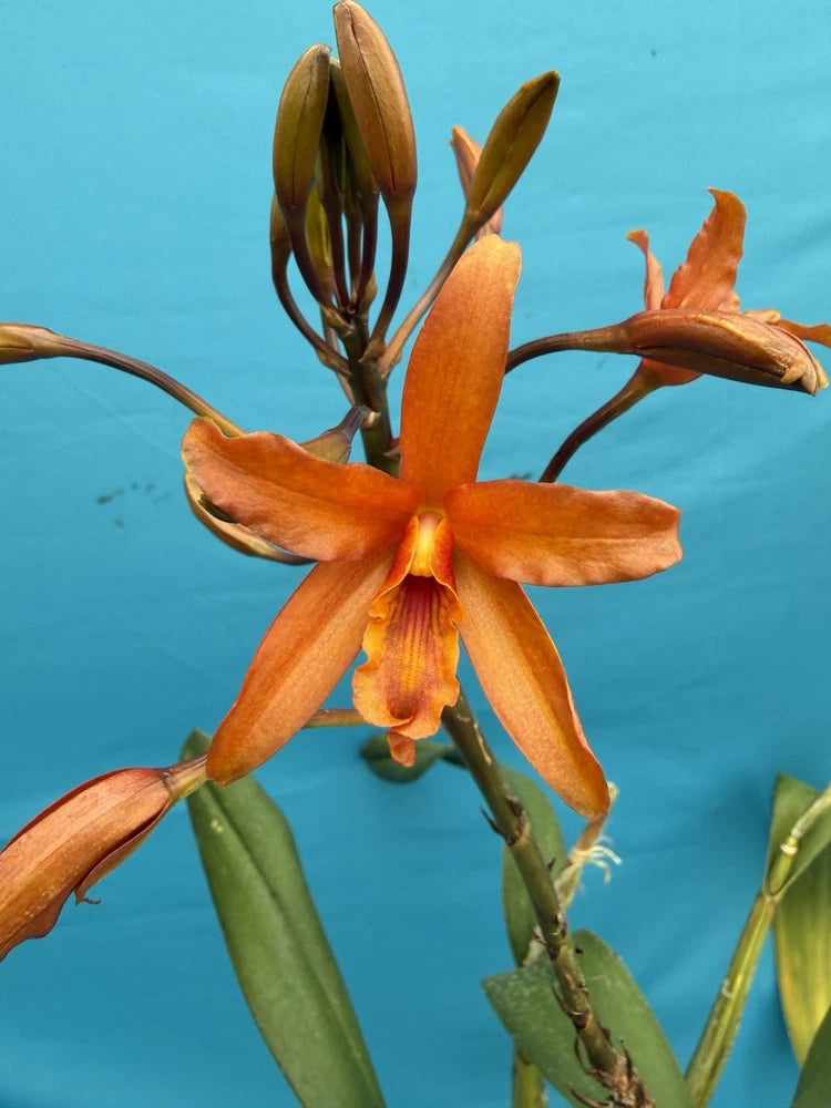 Orange hybrid orchid flower with five pointed petals on green stems