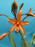 Laeliocatanthe Memoria Doug Lace ÔRosminhaÕ HCC/AOS Hybrid Orchid Eros 7Ó Pot Orchids
