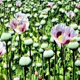 20,000 Organic, Untreated Tasmanian Papever Somniferum Poppy Seeds for Planting Flowering Plants