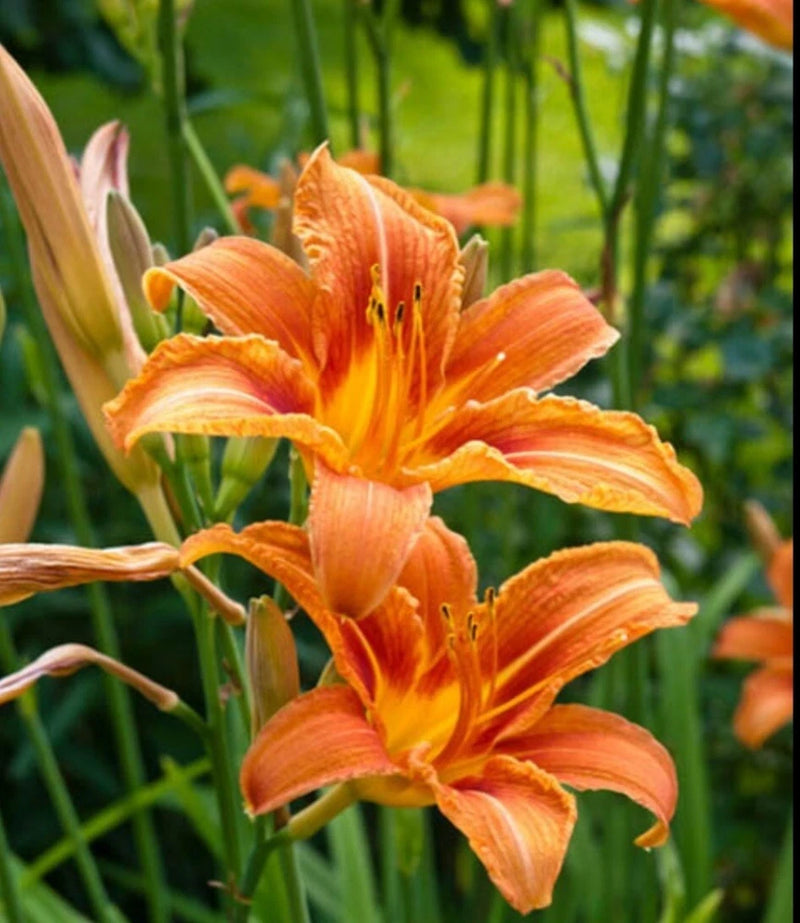 Orange daylily blossoms with layered petals and yellow centers on green stems