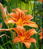 _Ozark_Orange Daylily/ Ditch Lily  10 Orchids