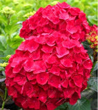 20 SEEDS for Cherry Red HYDRANGEA RARE flower exotic bush home plant USA Seller Hydrangea