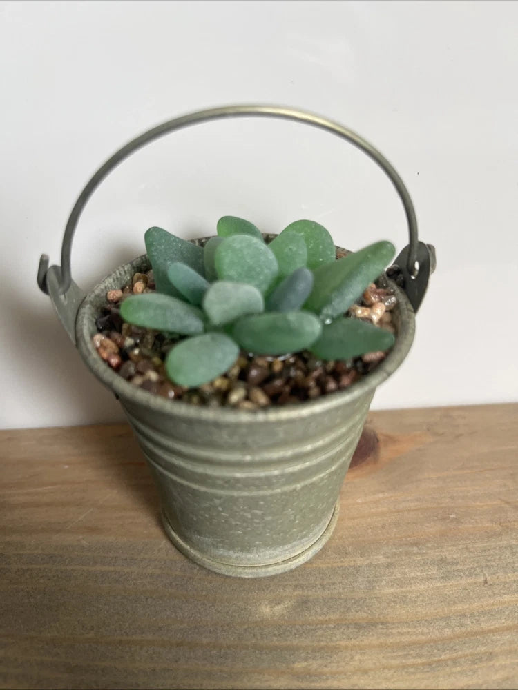 Seaglass Succulent In Metal Pail Small upcycled Easy Care Plant Mom Gramma BFF Green Plant
