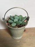 Seaglass Succulent In Metal Pail Small upcycled Easy Care Plant Mom Gramma BFF Green Plant