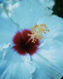 ____ MADAGASCAR HIBISCUS MOSCHEUTOS Hibiscus Starter Seeds Rose Of Sharon HS6817 Orchids