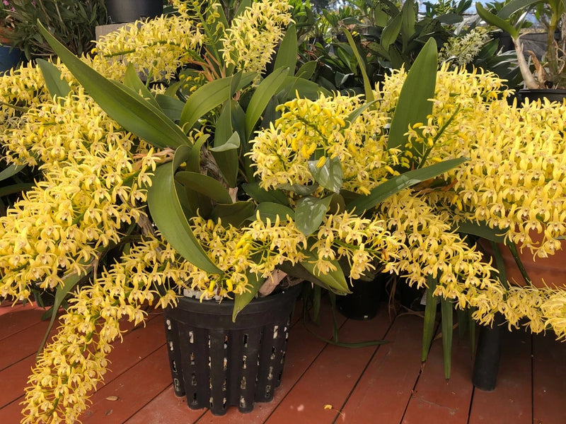 Yellow rock lily orchids with dense clusters of small blooms in black pots