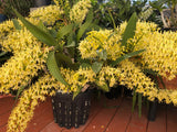 Dendrobium Speciosum 'Daylight Moon' HCC x 'Phena's Gold' Yellow/Gold Rock Lily Orchids