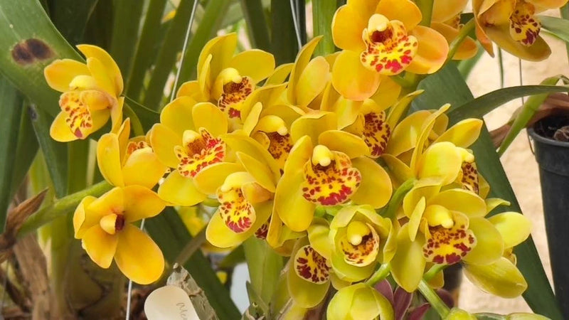 Yellow cymbidium orchid blooms with red-spotted centers and green leaves