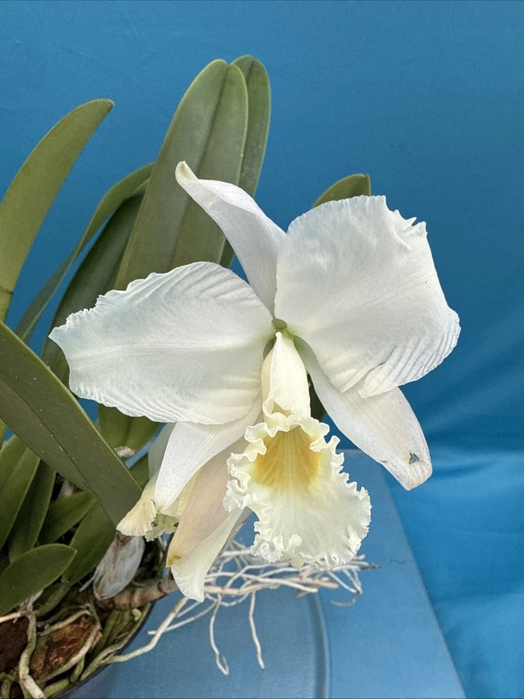 White Cattleya-style orchid flowers with green leaves in a pot