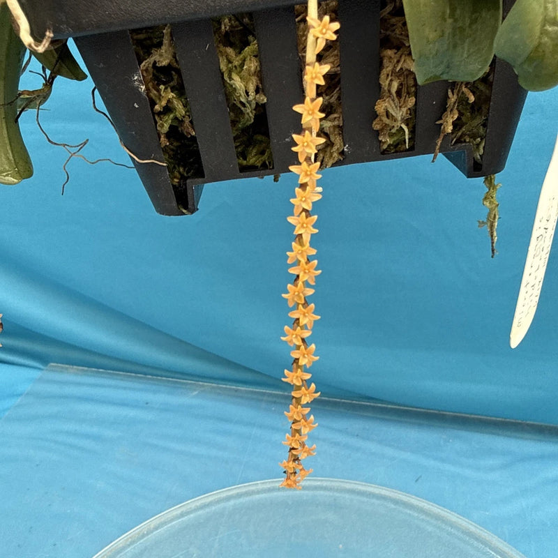 Microterangis hildebrandtii Orange Orchid Species 4 Plants 9Ó Basket + Hanger Orchids