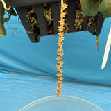 Microterangis hildebrandtii Orange Orchid Species 4 Plants 9Ó Basket + Hanger Orchids