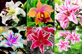 25pc LILY SEEDS Garden Plant Flower rare bloom exotic USA seller FREE shipping Flowering Plants