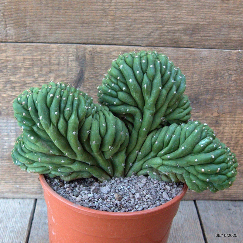 D6931 CEREUS PACHA. CRESTED pot17-H16-W24 cm MaMa Cactus Green Plant