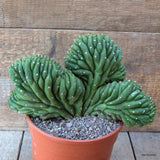 D6931 CEREUS PACHA. CRESTED pot17-H16-W24 cm MaMa Cactus Green Plant