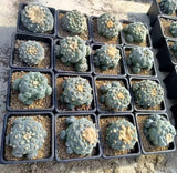 Wholesale Multi Heads Succulent Plant   Garden beautiful Premium maternal level Garden Plants