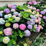 20pcs/pack Hydrangea Seeds Flowers for Planting Home Garden Decor Choose Hydrangea