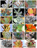 RARE KALANCHOE MIX flowering plant exotic cacti flower succulents seed 100 seeds Garden Plants