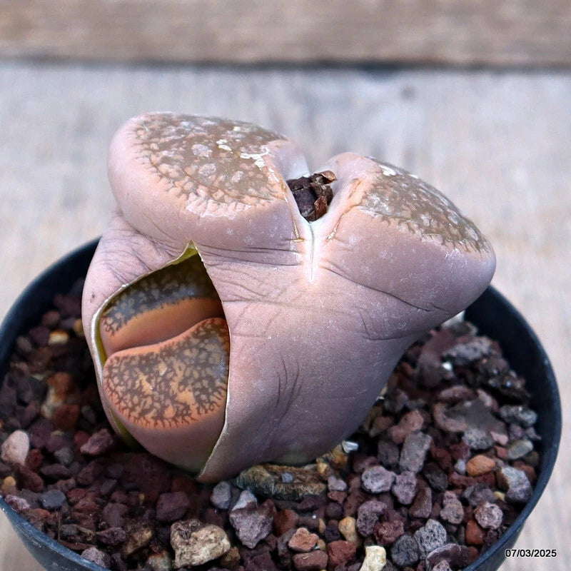 Lithops succulent in pot with two fused gray-pink leaves, mottled texture, split seam