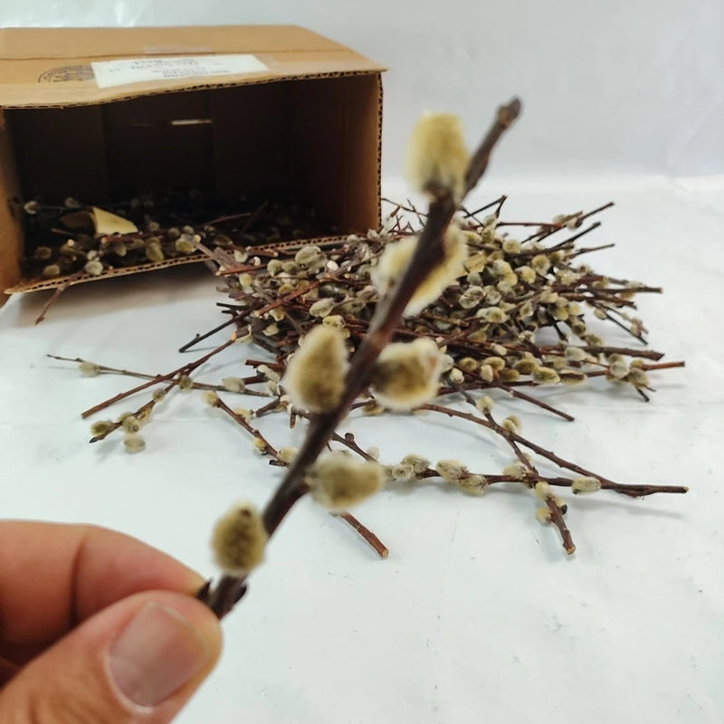 Real dried pussy willow branches with fuzzy catkins, craft or vase decor