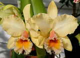C. George King x Luminosa, Seedling Hybrid, Rare Orchid, Real Houseplant Plant Orchids