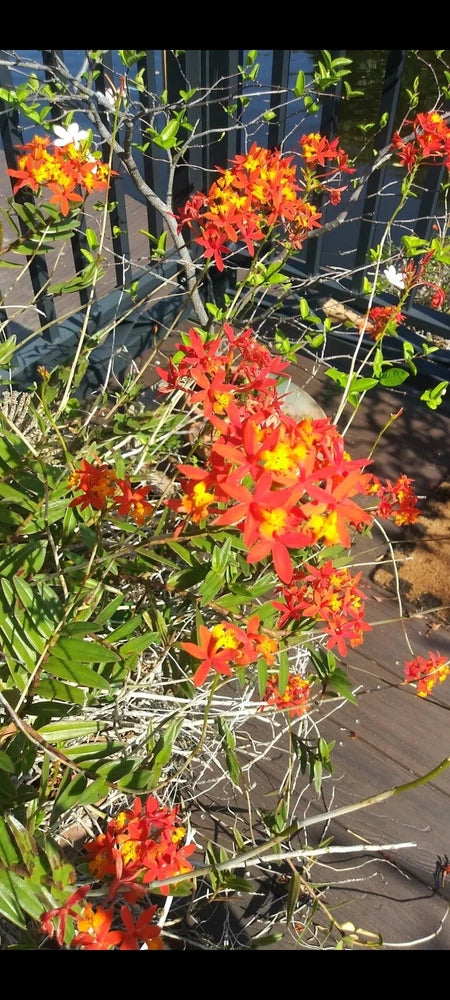 Orchids Orange Flowers Wild - Epidendrum Radicans Fire-Star - 3 Cuttings Orchids