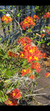 Orchids Orange Flowers Wild - Epidendrum Radicans Fire-Star - 3 Cuttings Orchids