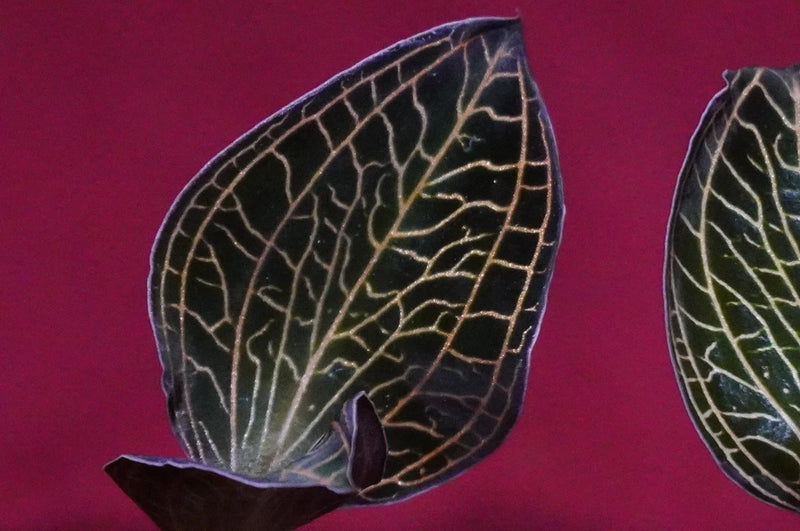 Jewel orchid plant leaf with pale network vein pattern on dark foliage