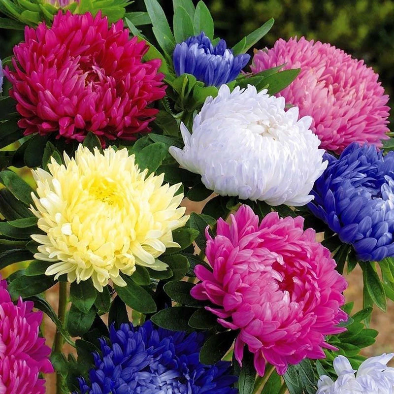 Peony flower mix bouquet with pink, white, blue, and yellow blooms