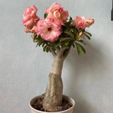5Pcs Rare pink Desert Rose Seeds Garden Flower Decor-seed Garden Plants