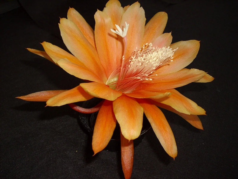 Orange orchid cactus flower with layered petals and central stamens