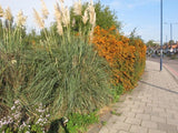 Photo A3 Cotoneaster and pampas grass at Gypsy Corner Acton/TQ2080 The  c2015 Pampas Grass