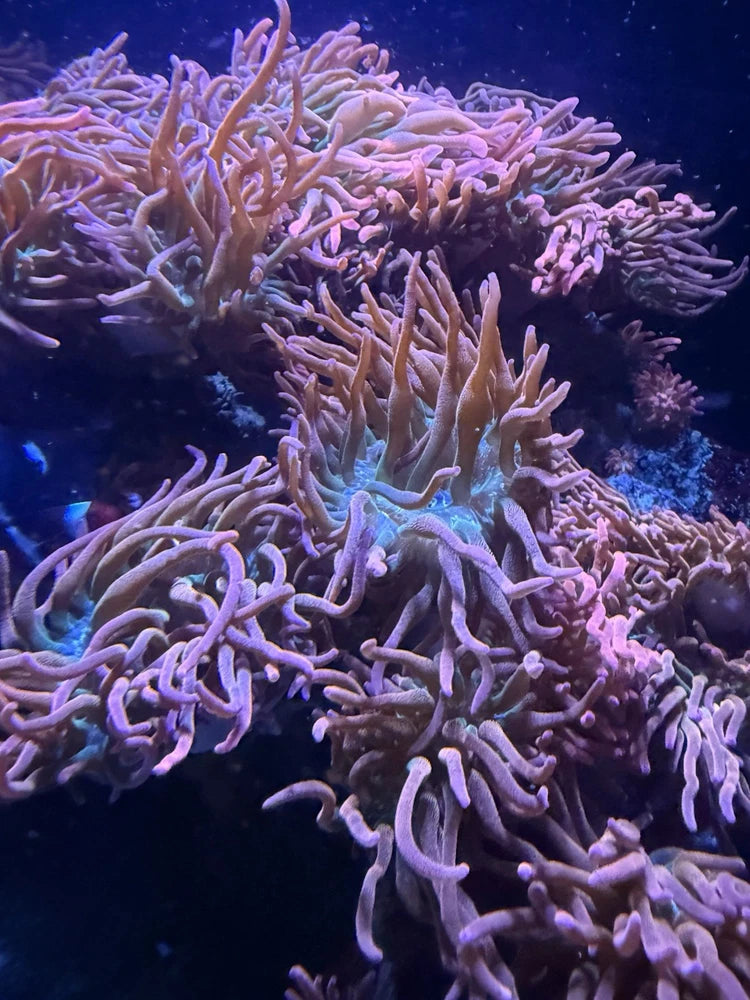 Rainbow Bubble Tip Anemone Live Coral Medium 3-5Ó Inch Tank Raised Anemone