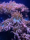 Rainbow Bubble Tip Anemone Live Coral Medium 3-5Ó Inch Tank Raised Anemone