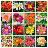 10 MIXED COLORS DAYLILY Hemerocallis Day Lily Fine Mix Red Purple Flower Seeds Lily