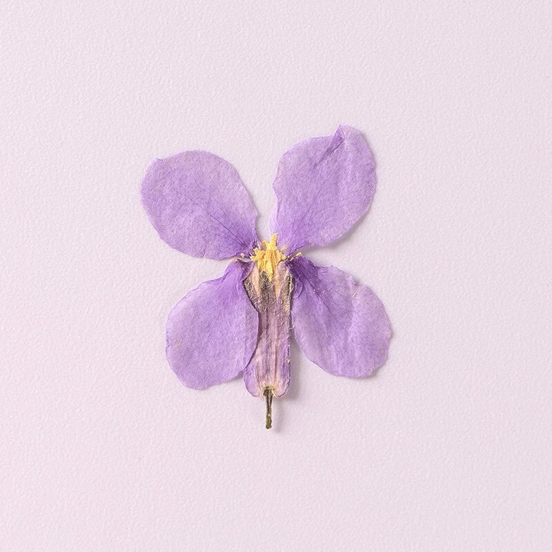 Purple pressed dry flower with thin stem for arts and crafts