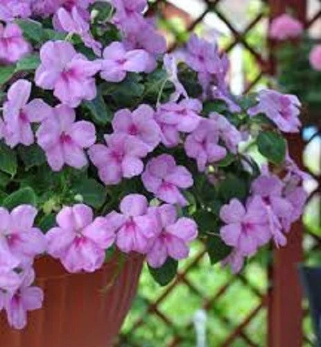 25+ Accent Lavender Blue Impatiens / Annual Flower Seeds / Shade Loving Flowering Plants