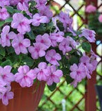 25+ Accent Lavender Blue Impatiens / Annual Flower Seeds / Shade Loving Flowering Plants