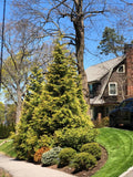 Thuja x 'Green Giant' - Green Giant Arborvitae *Live Plant Hydrangea