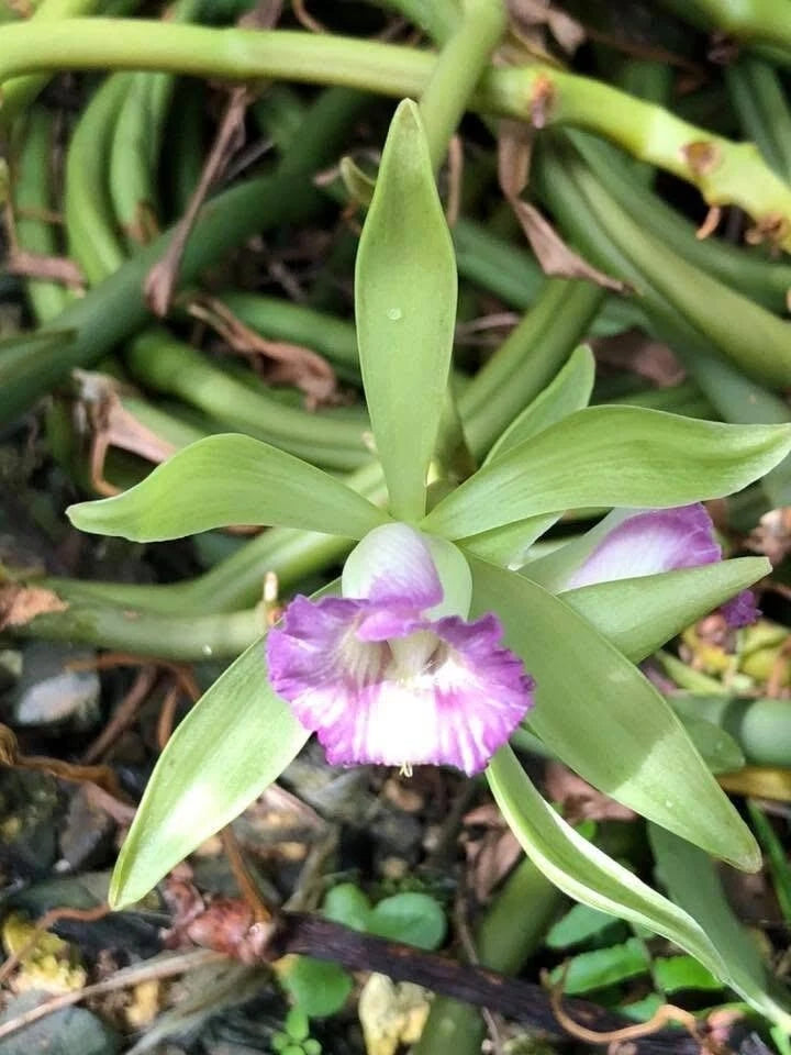 Orchid Plants Vanilla Dillonana species **RARE** 25Ó mature cuts Orchids